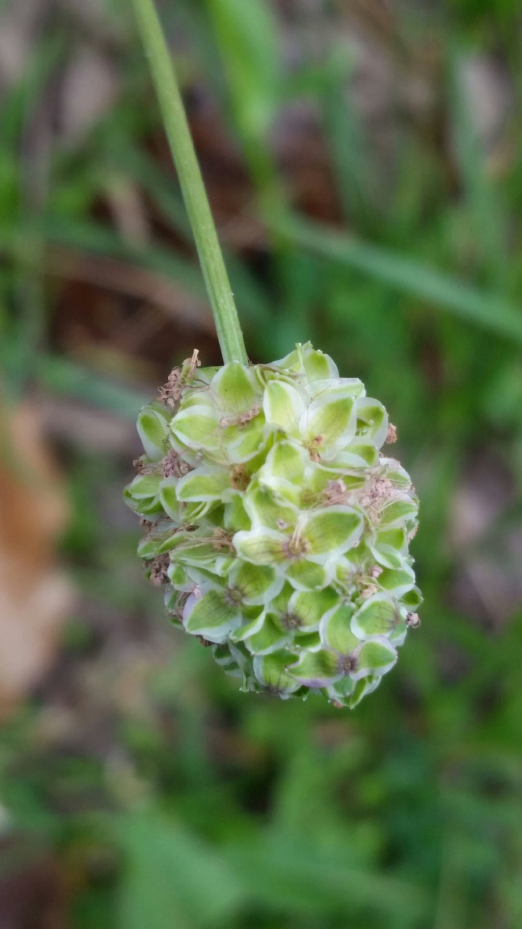 Sanguisorba sp.  (Rosaceae)